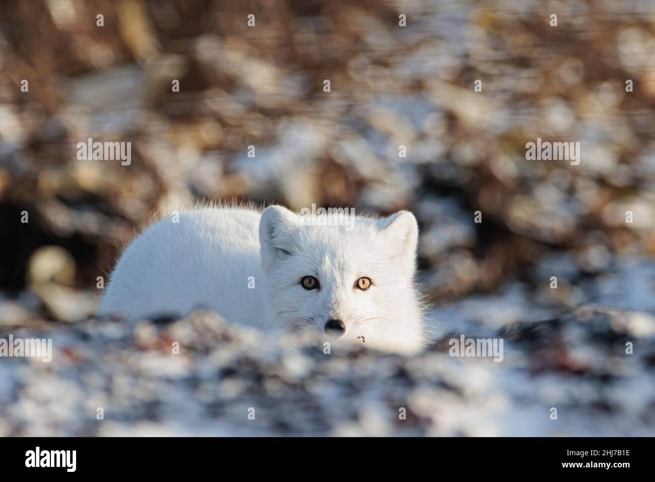 Hudson bay arctic fox hi-res stock photography and images - Alamy
