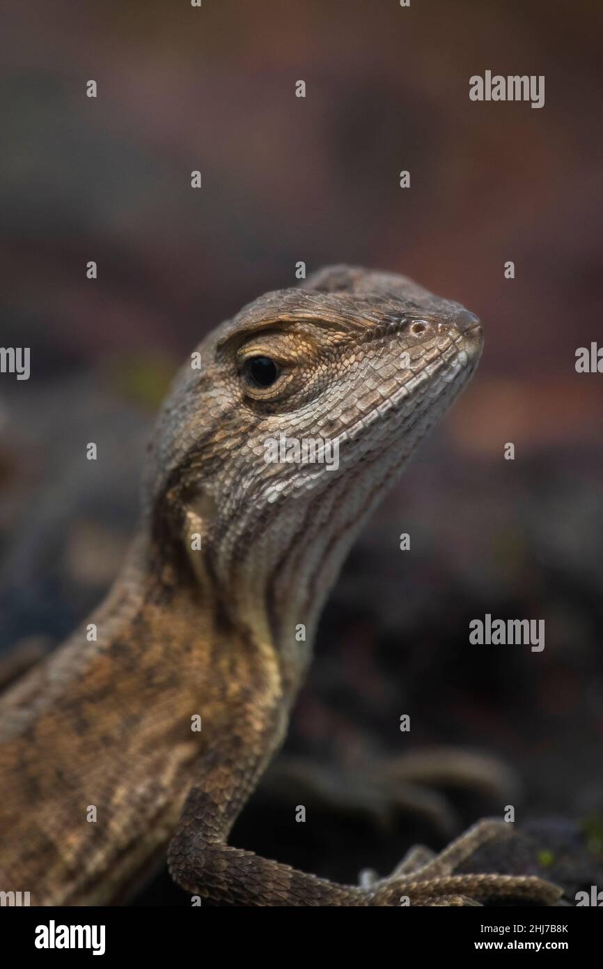 Sitana ponticeriana, juvenile, Kaas, Maharashtra, India Stock Photo Alamy