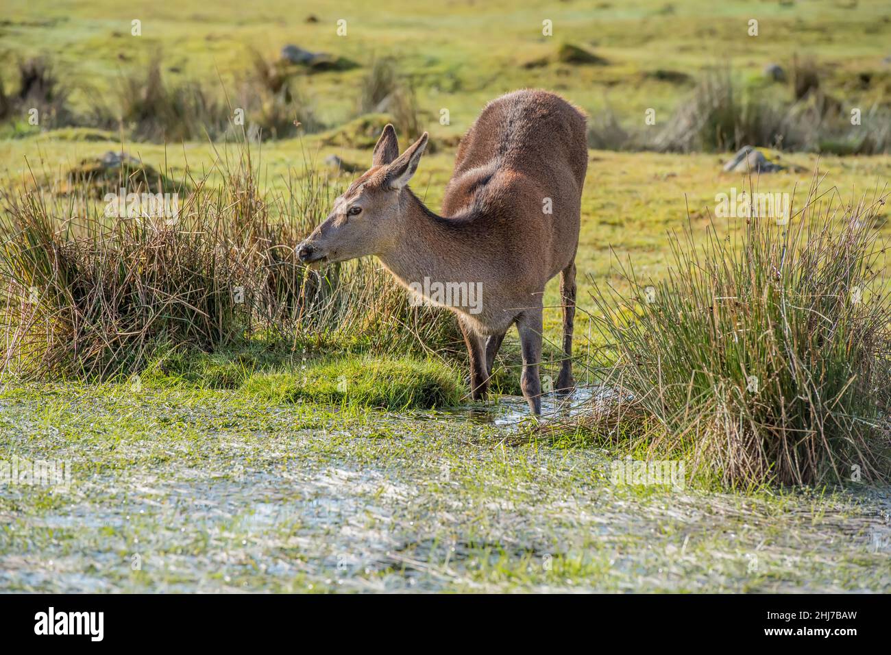 Red deer standing in a pool of water eating close up on moorland in ...