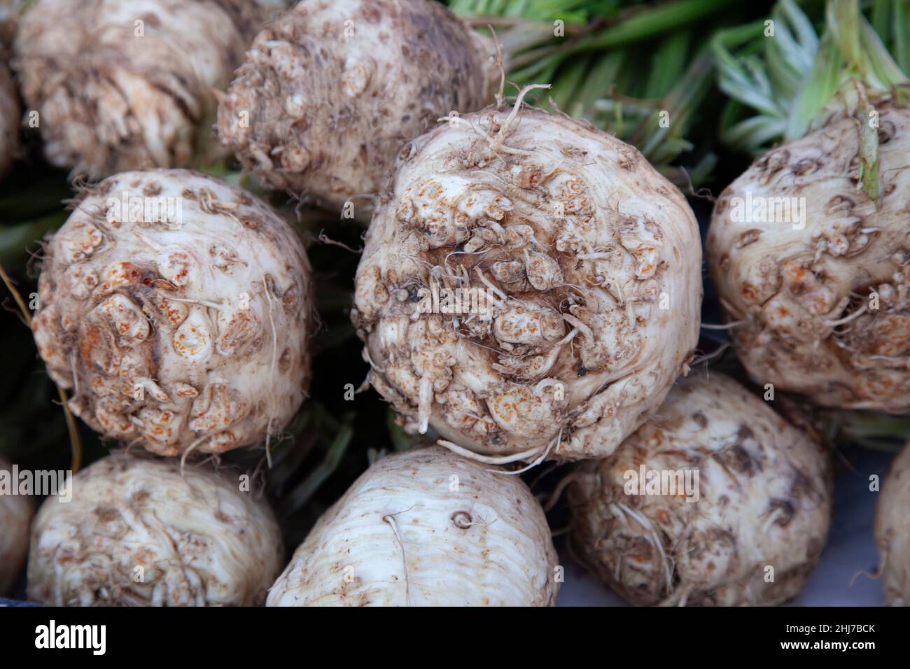 Celeriac or knob celery or celeriac (celery root). Close up Stock Photo