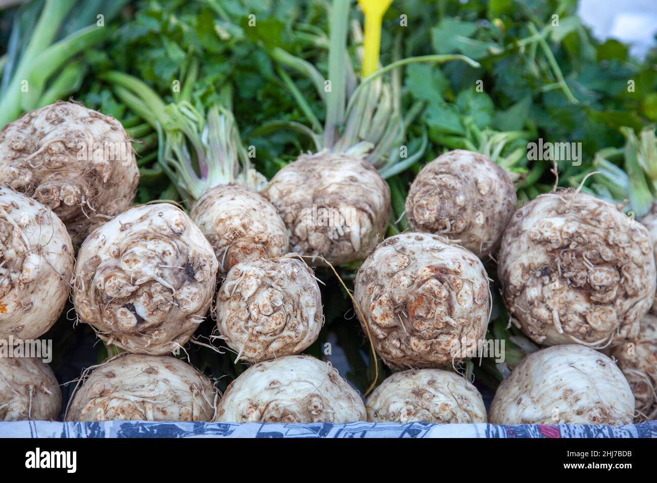 Celeriac. Front view. Knob celery or celeriac (celery root) in the