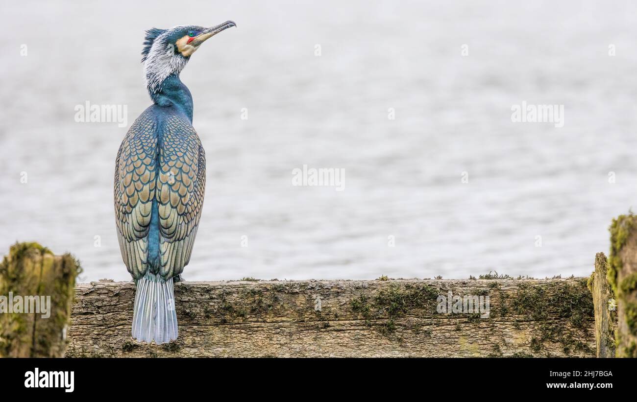 Great Cormorant (phalacrocorax carbo) in breeding plumage perched on an old jetty on Windermere, Lake District, Cumbria, England, UK Stock Photo