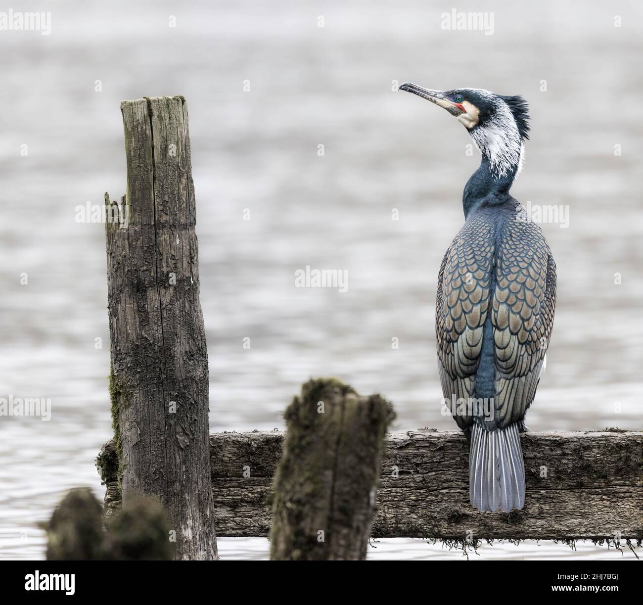 Great Cormorant (phalacrocorax carbo) in breeding plumage perched on an old jetty on Windermere, Lake District, Cumbria, England, UK Stock Photo