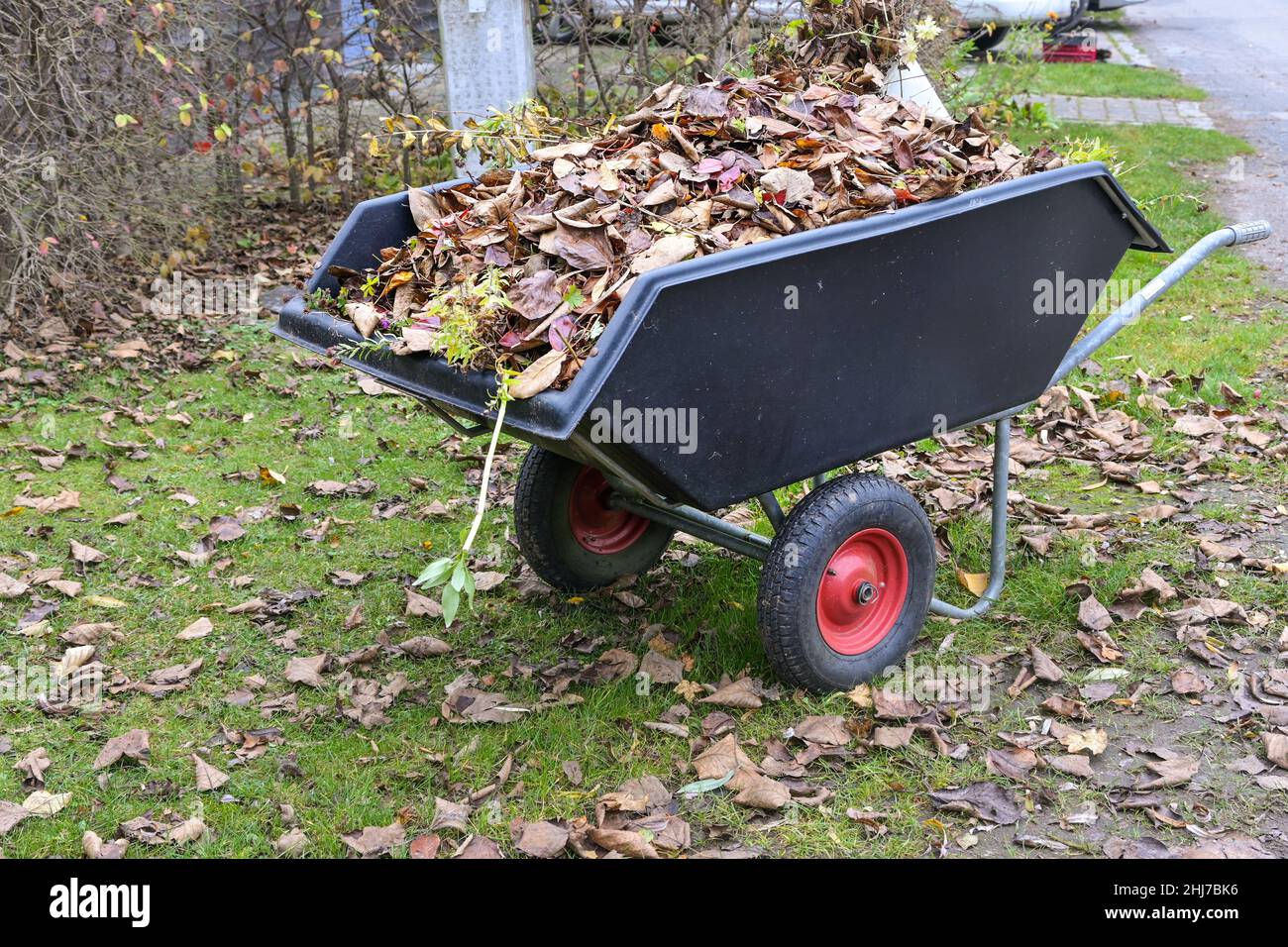 Wheelbarrow full of dry leaves, cleaning up the garden in autumn and early spring, selected focus, narrow depth of field Stock Photo