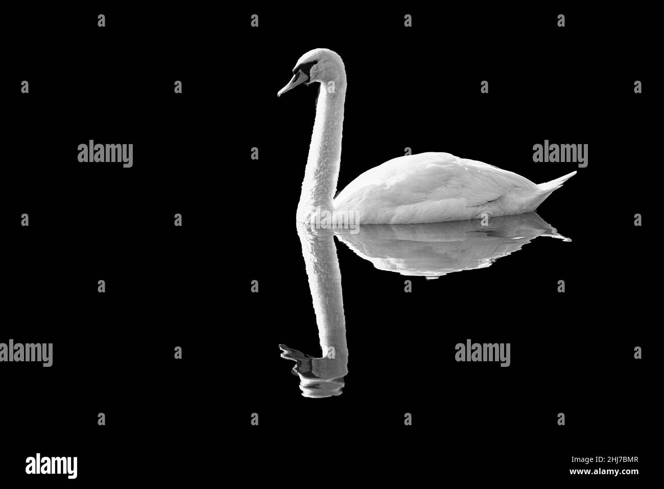 A single Mute swan (Cygnus olor) reflected in the waters of Windermere Stock Photo