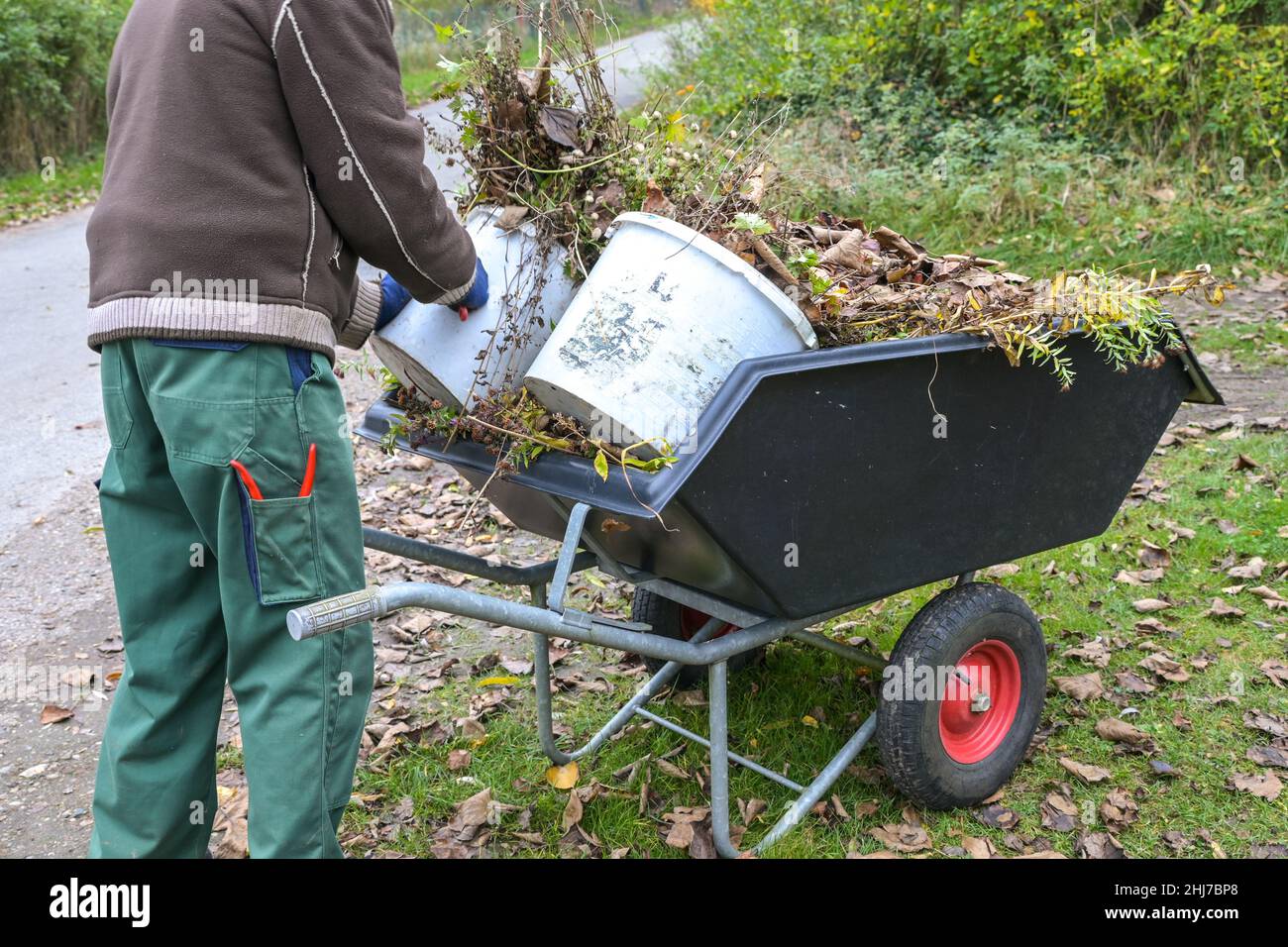 Gardener is filling a wheelbarrow with dry leaves and weed, cleaning up the garden in autumn and early spring, selected focus Stock Photo