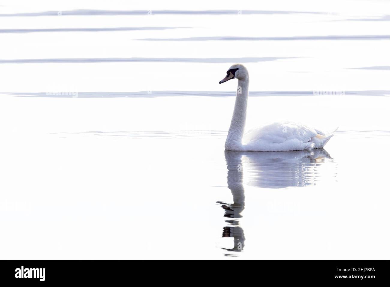 A single Mute swan (Cygnus olor) reflected in the waters of Windermere Stock Photo