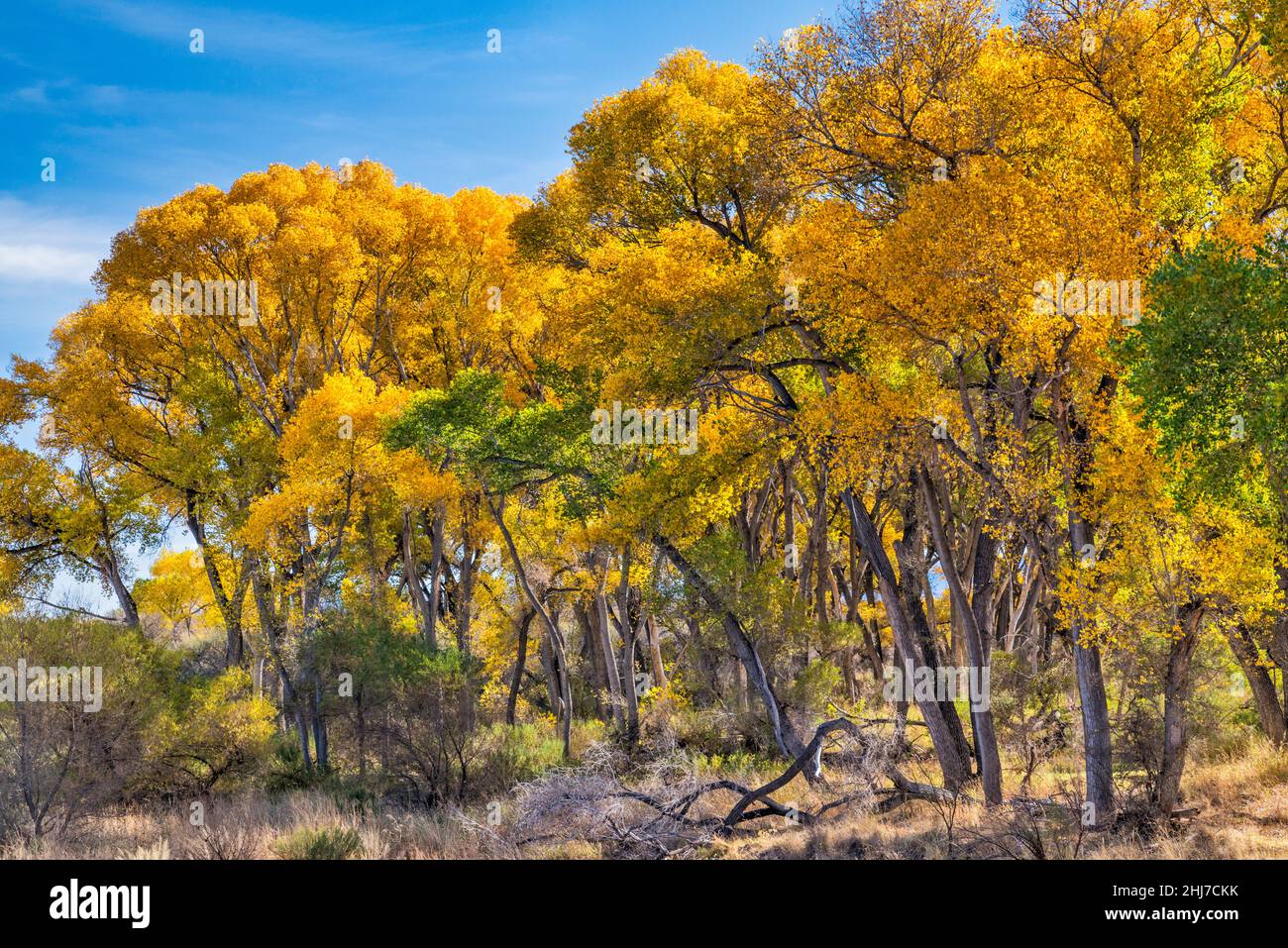 Fremont cottonwood tree riparian forest, San Pedro Riparian National