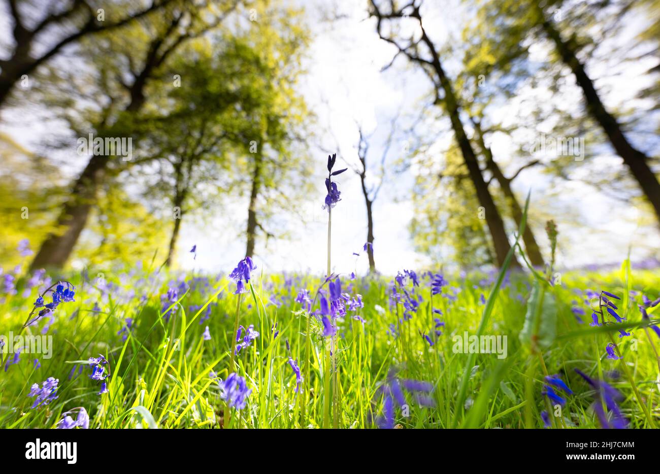 English Bluebells in a woodland Stock Photo