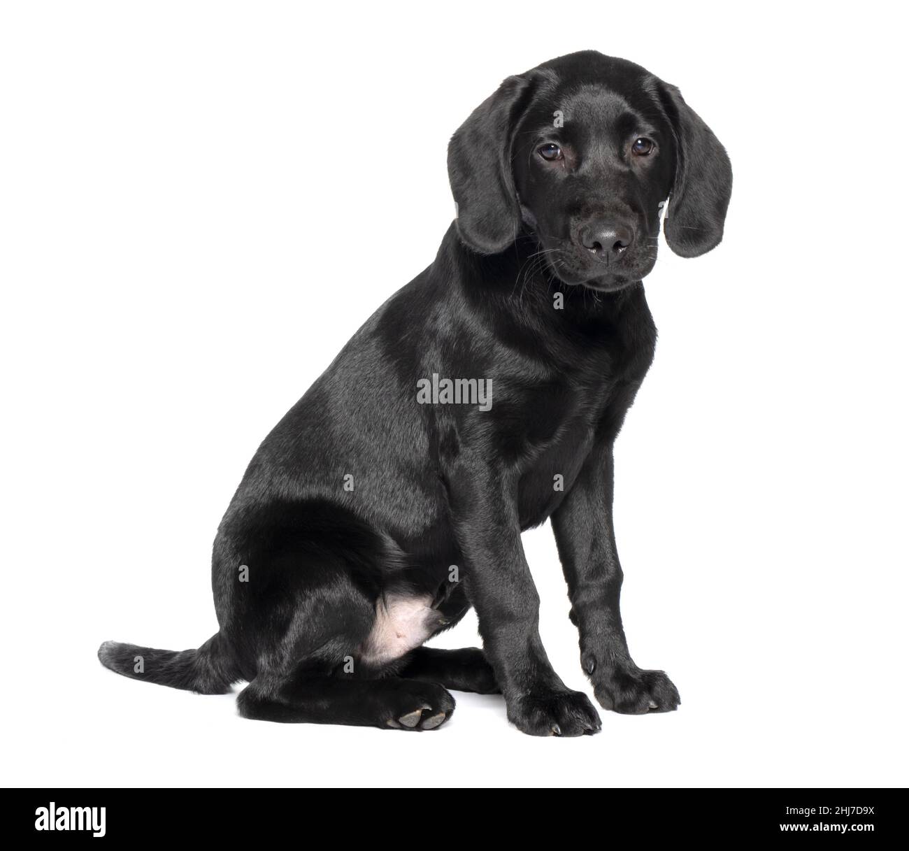 Full length shot of a 4 month 16 week old Black Labrador puppy