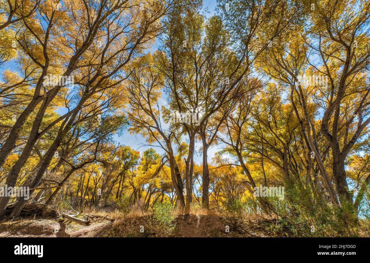 Fremont cottonwood tree riparian forest, over San Pedro River channel, San Pedro Riparian NCA, near Sierra Vista, Arizona, USA Stock Photo