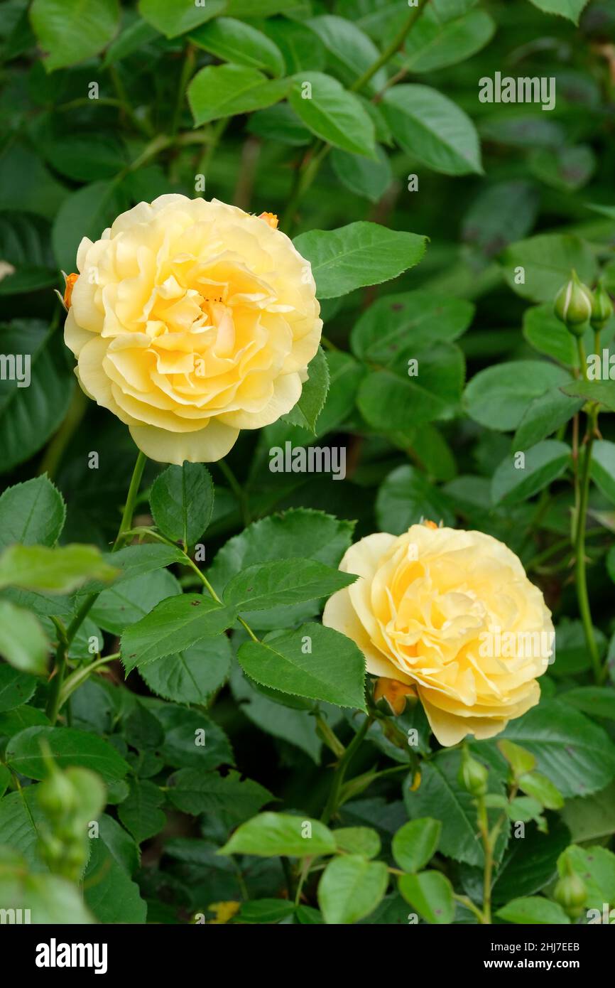 Rosa Absolutely Fabulous, 'Wekvossutono', rose 'Absolutely Fabulous'. Yellow Floribunda rose. Stock Photo