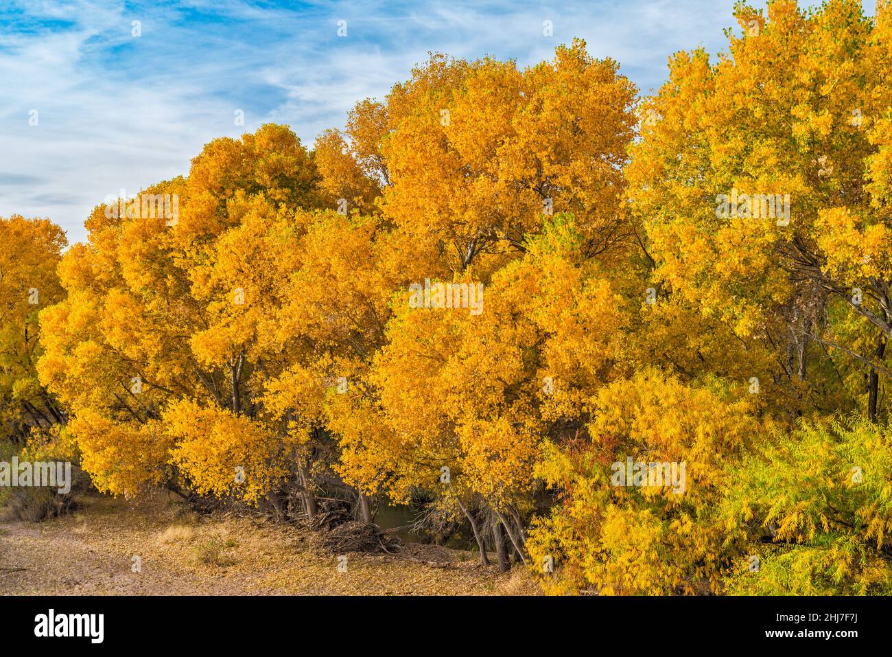 Cottonwood trees in fall foliage, view from Old Safford Bridge, over
