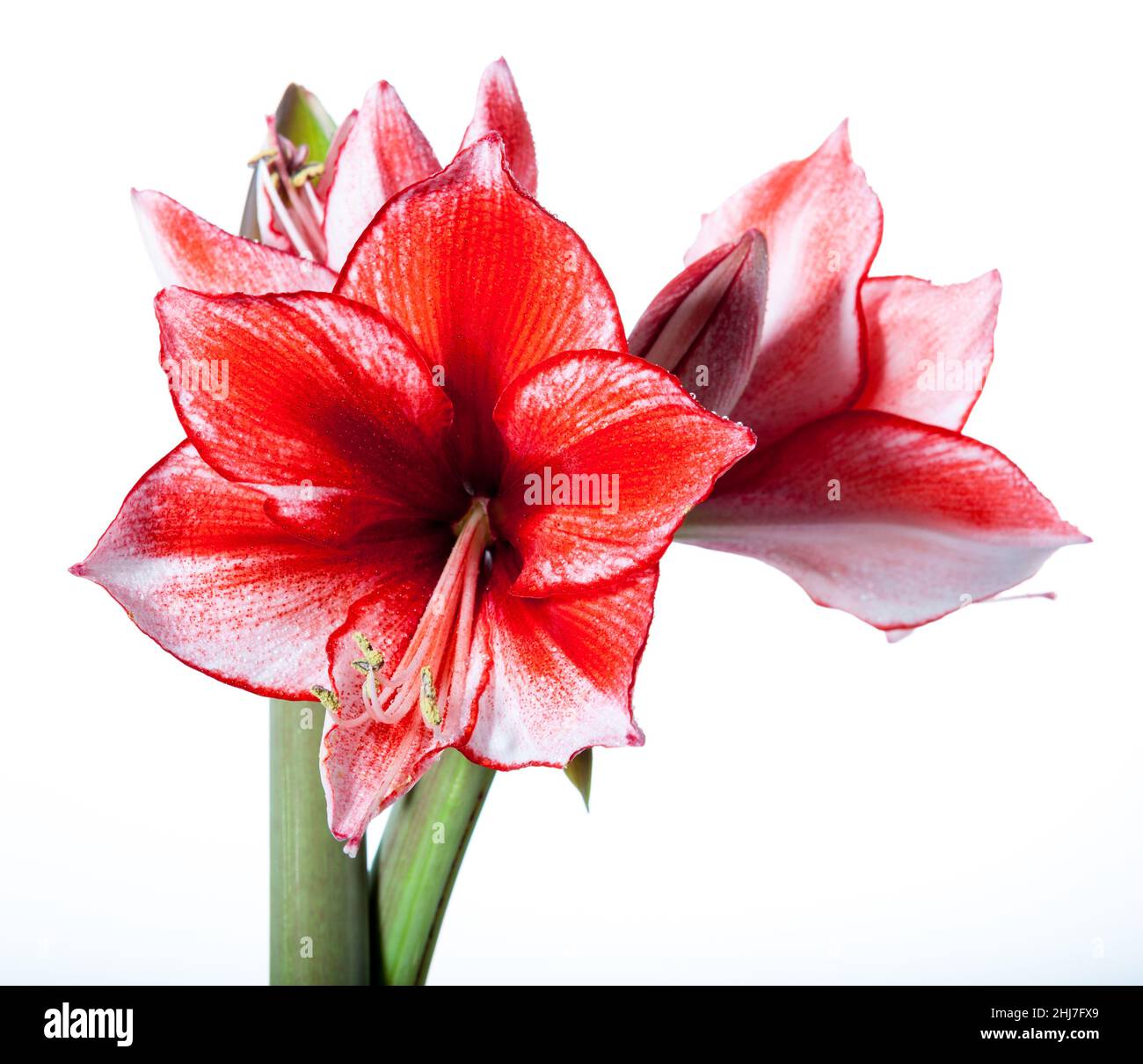 Amaryllis Vittata Hi Res Stock Photography And Images Alamy