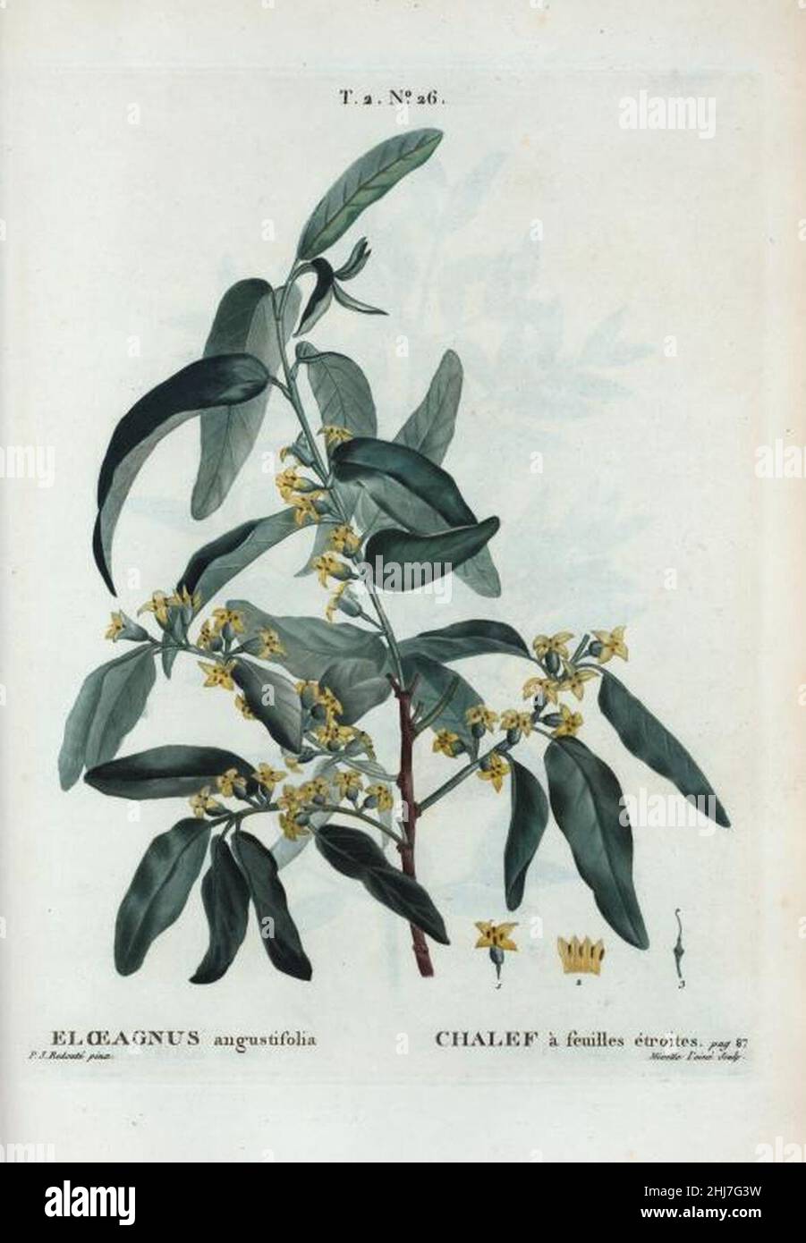 T2 26 Elaeagnus angustifolia par Pierre-Joseph Redouté. Stock Photo