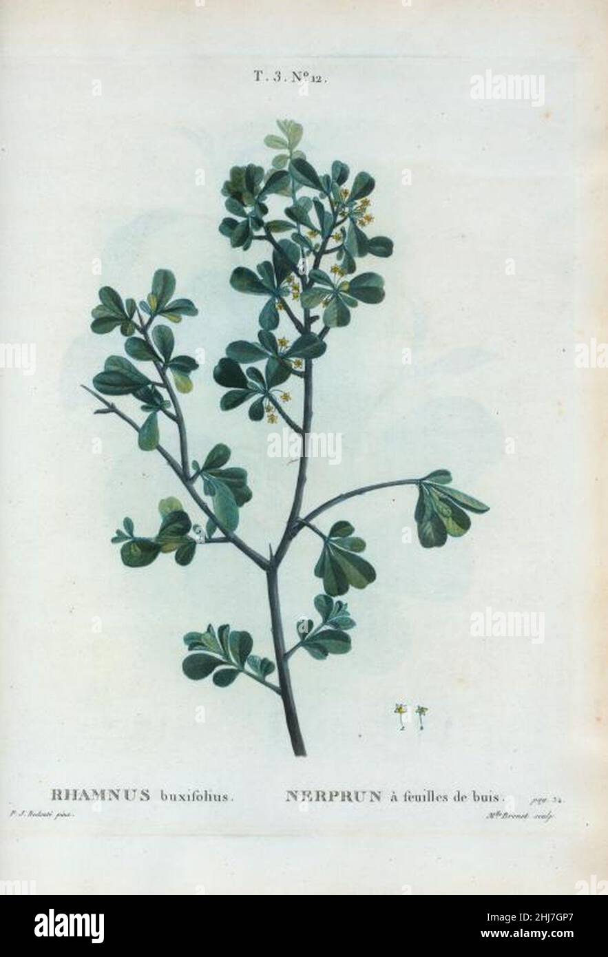 T3 12 Rhamnus buxifolia par Pierre-Joseph Redouté. Stock Photo