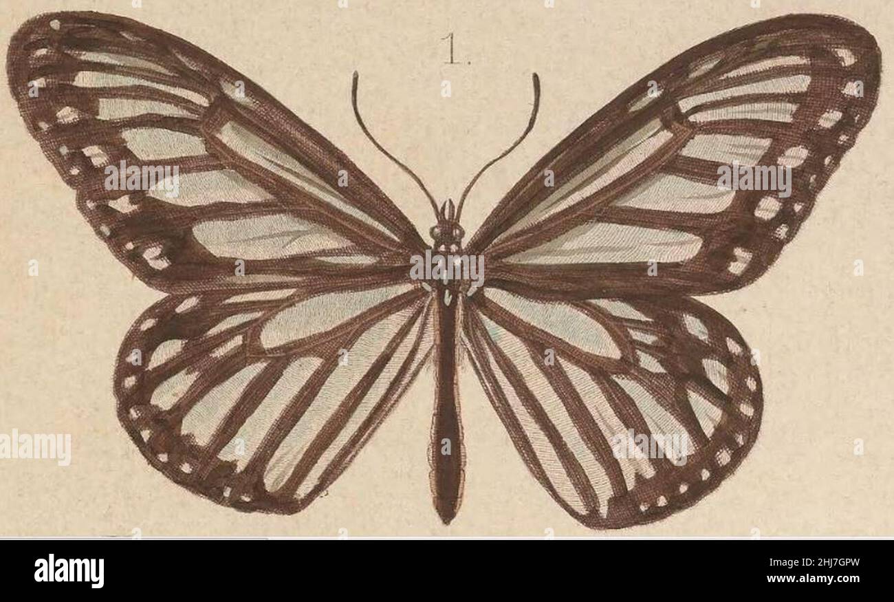 T6-01-Ideopsis hewitsonii Kirsch, 1877. Stock Photo