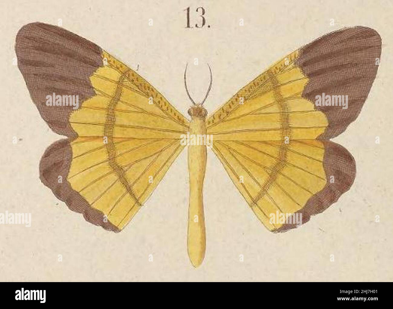 T7-13-Eumelea genuina Kirsch, 1877. Stock Photo