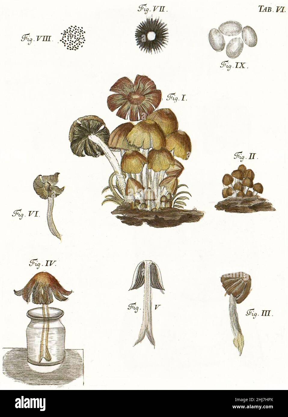 Tab6-Agaricus truncorum Schaeff. Stock Photo