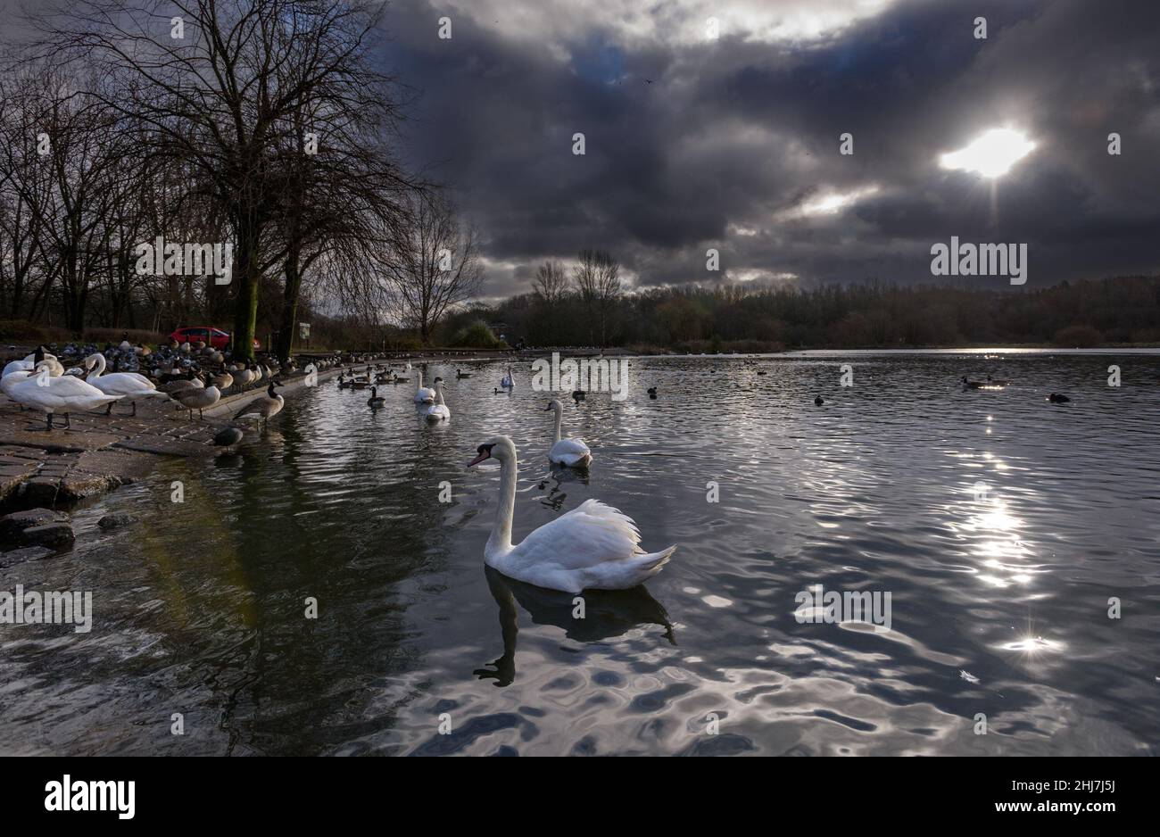 Bolton, Lancashire, UK, Thursday January 27, 2022. A beautiful sunny winter morning for the swans and other wildlife at Moses Gate Country Park, Bolton. Credit: Paul Heyes/Alamy News Live Stock Photo