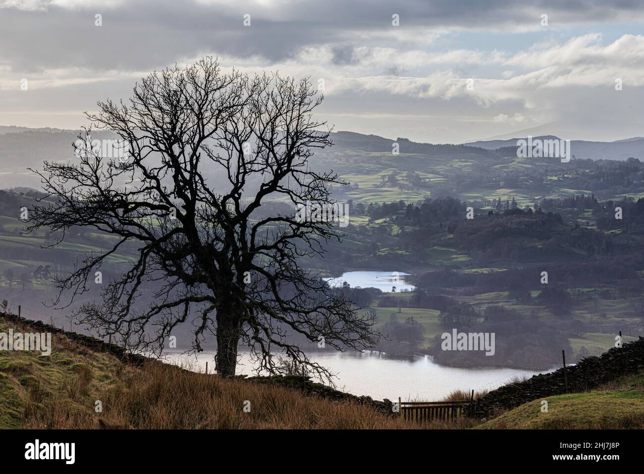 View from Wansfell over northern Windermere and Blelham tarn with a single tree in the foreground Stock Photo