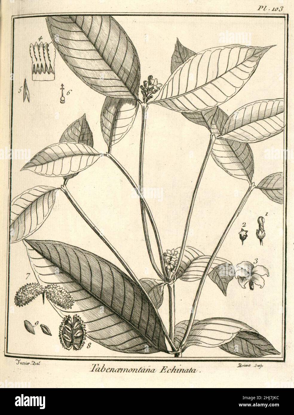 Tabernaemontana echinata Aublet 1775 pl 103. Stock Photo