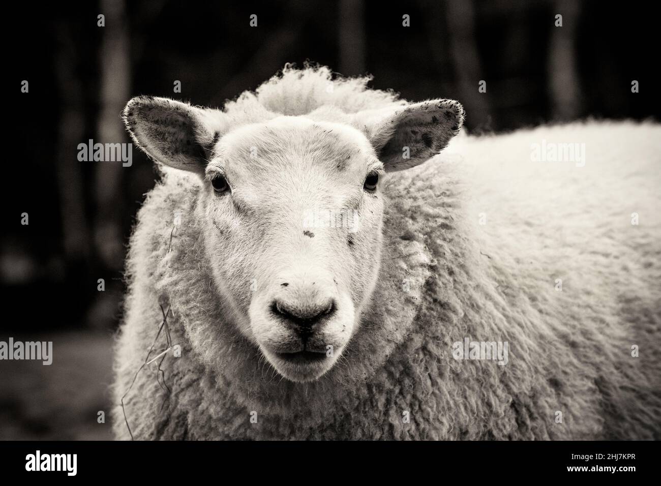 Close-up of sheep, photographed in northern Scotland. Stock Photo