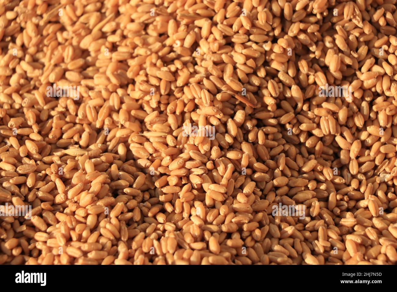 hard red wheat grains background. Stock Photo