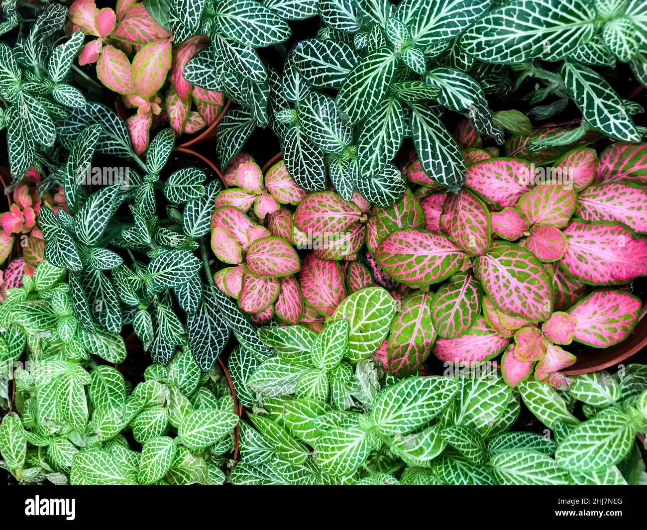 Multi-colored variegated leaves with streaks of Fittonia green, white, pink color. Stock Photo