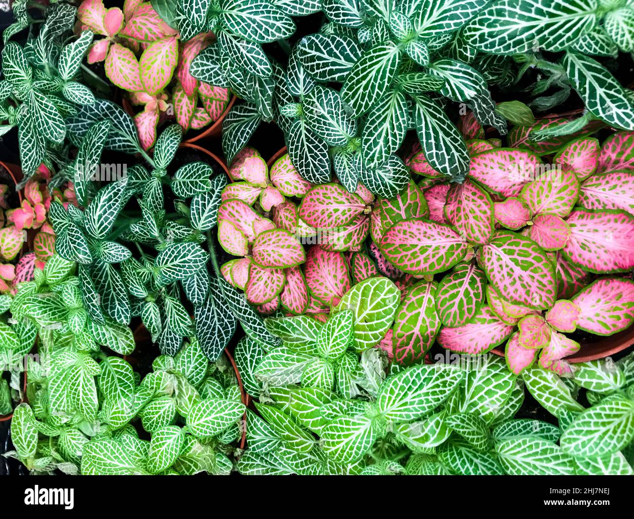 Multi-colored variegated leaves with streaks of Fittonia green and pink color. Stock Photo