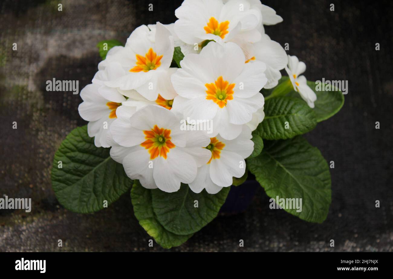 Close up of bright white with yellow primrose flower - cowslip, with bright green leaves. Stock Photo