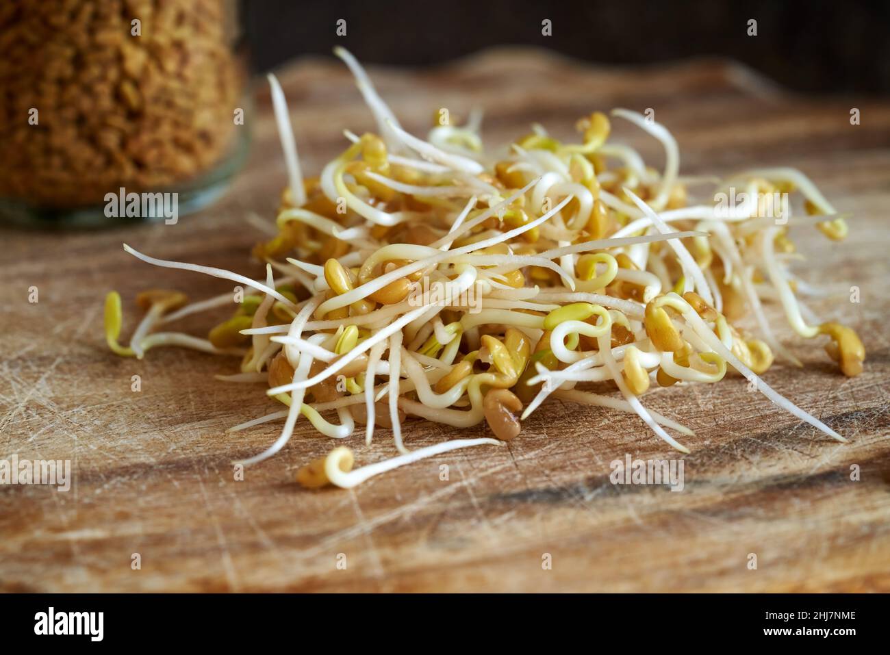 Freshly sprouted fenugreek seeds on a table Stock Photo