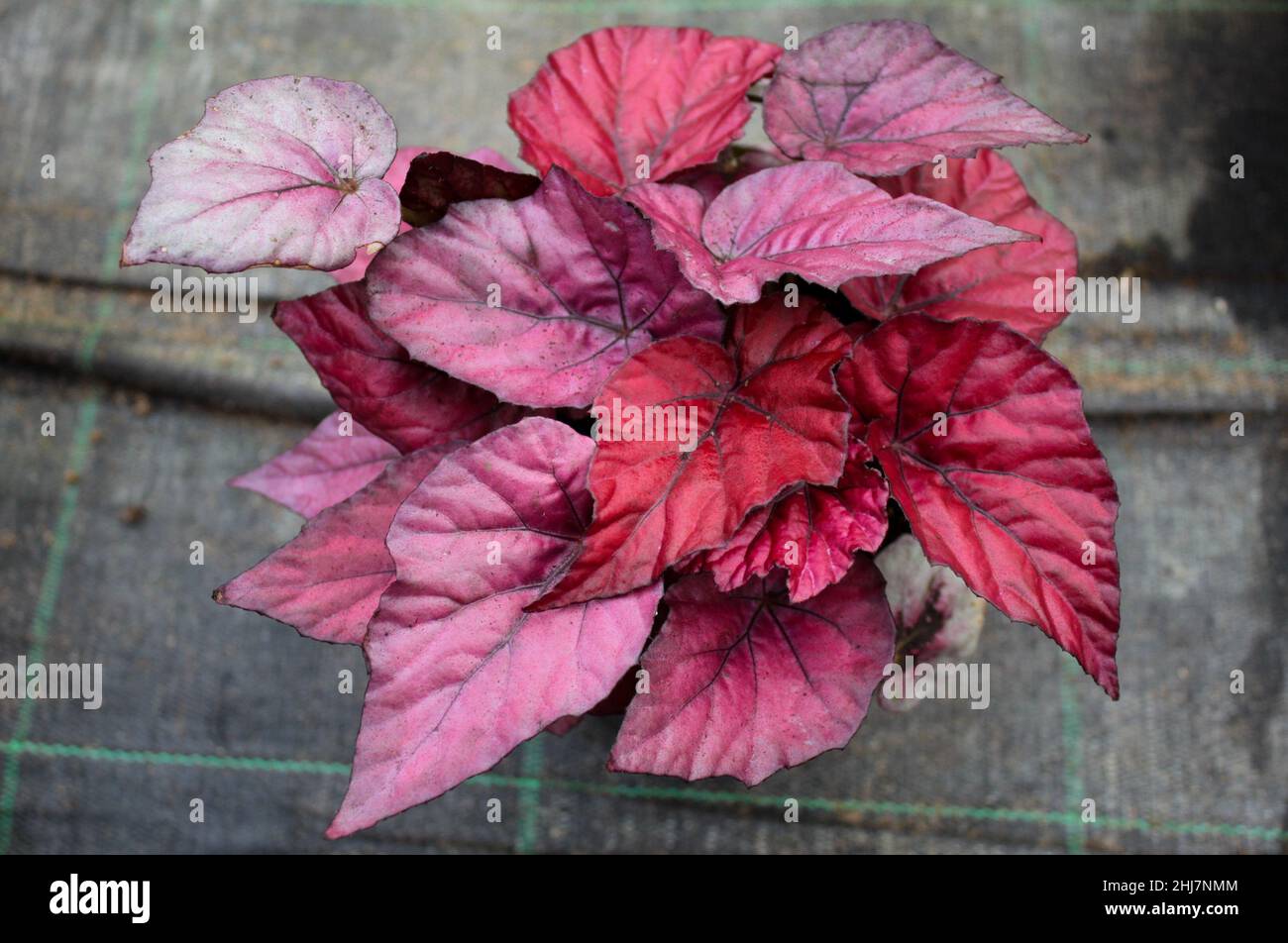 A begonia plant with dark pink variegated leaves in a pot on a background of gray matting. Stock Photo