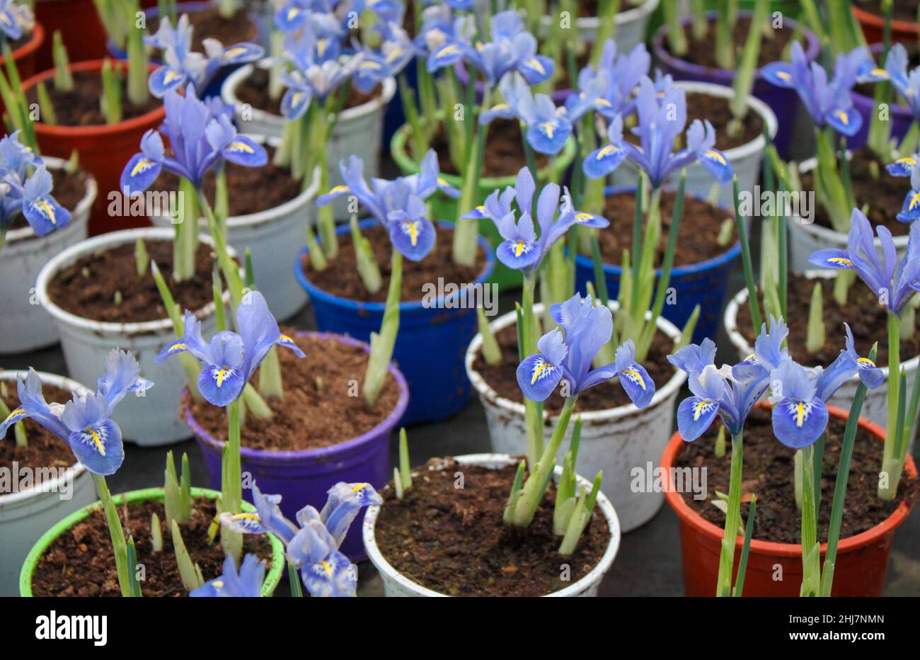 Small iris sprouts with soft blue flowers in pots in the greenhouse for sale. Stock Photo