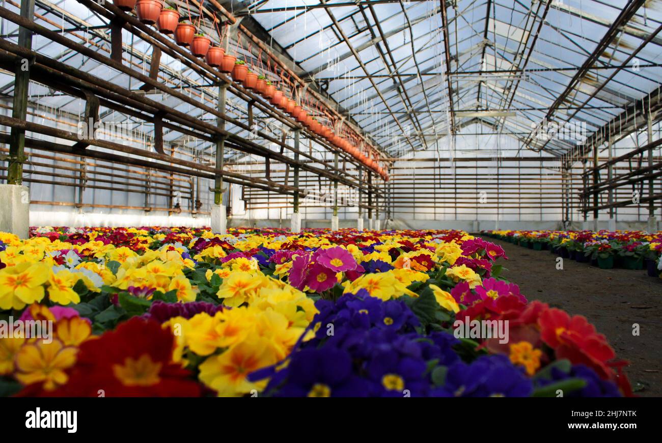 A carpet of many multi-colored primrose flowers, also known as cowslip, grown in a greenhouse. Selective focus. Stock Photo