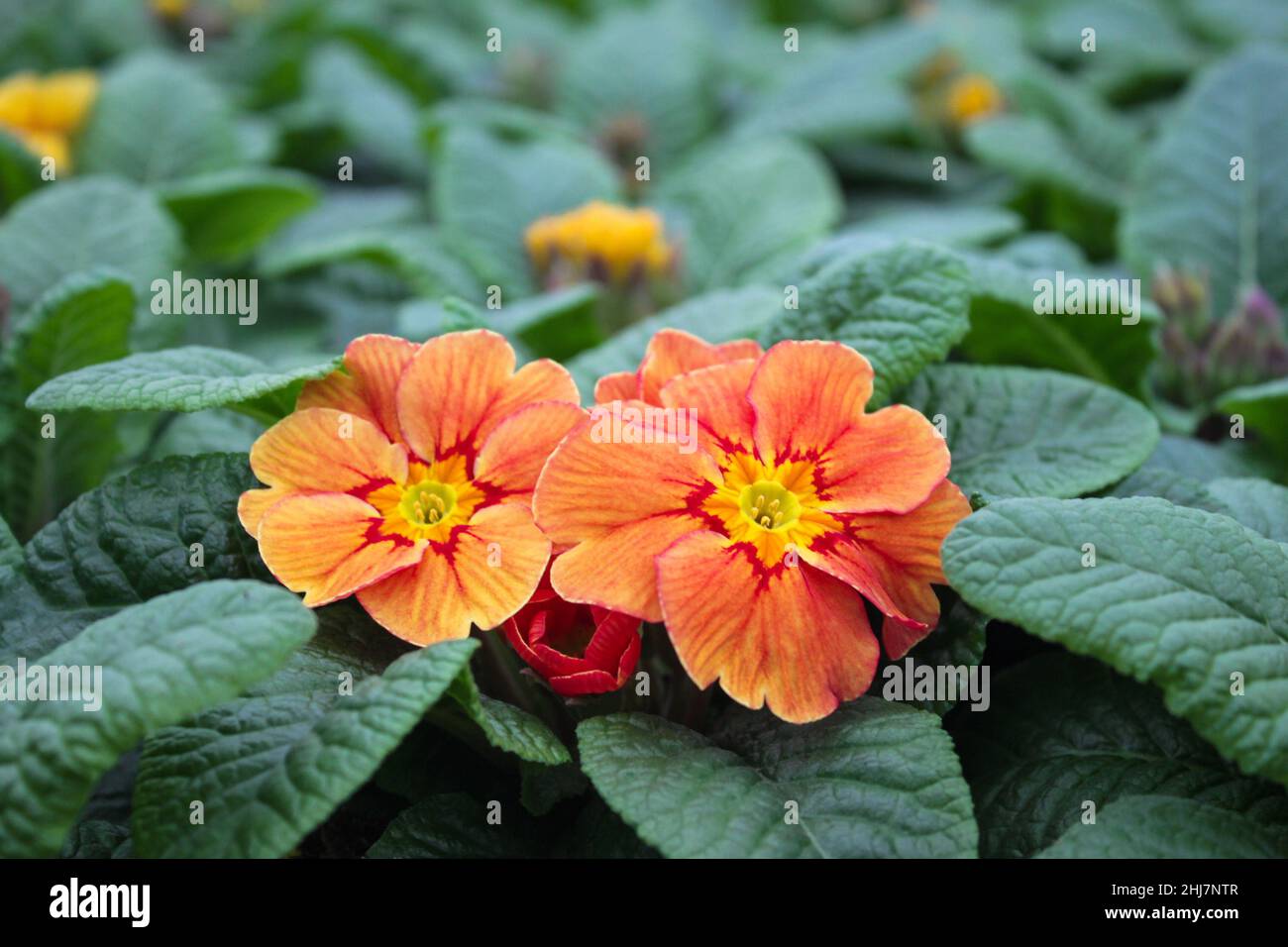 Close-up of a bright orange with a red and yellow center of a primrose flower - cowslip in a flower pot. Stock Photo