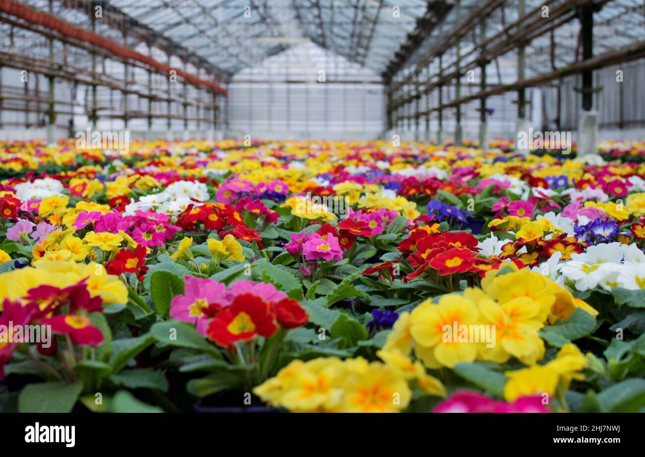 A carpet of many multi-colored primrose flowers, also known as cowslip, grown in a greenhouse. Selective focus. Stock Photo