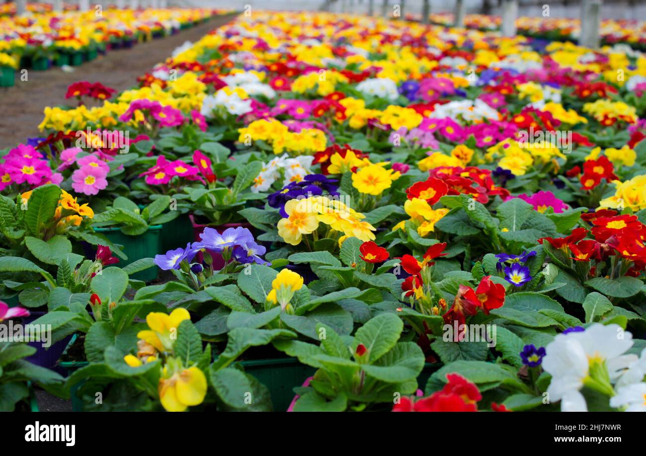 A carpet of many multi-colored primrose flowers, also known as cowslip, grown in a greenhouse. Selective focus. Stock Photo