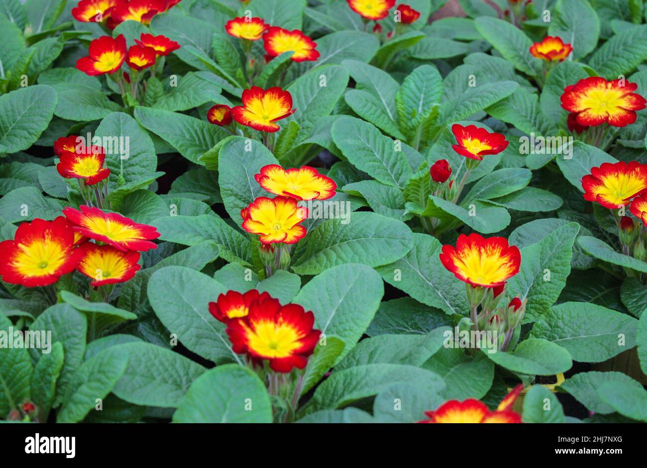 Carpet of bright red with yellow primrose flowers - cowslip with bright green leaves. Stock Photo