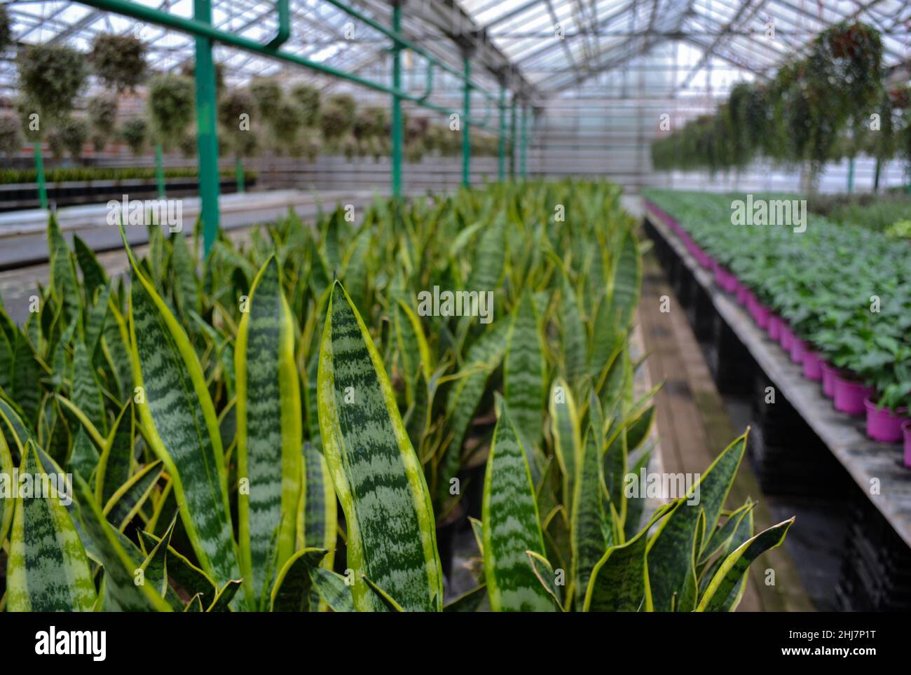 Plant sansevieria, known as snakeskin or pike tail, with striped long leaves. On a blurred background are pink flower pots with coffee plants, at the Stock Photo