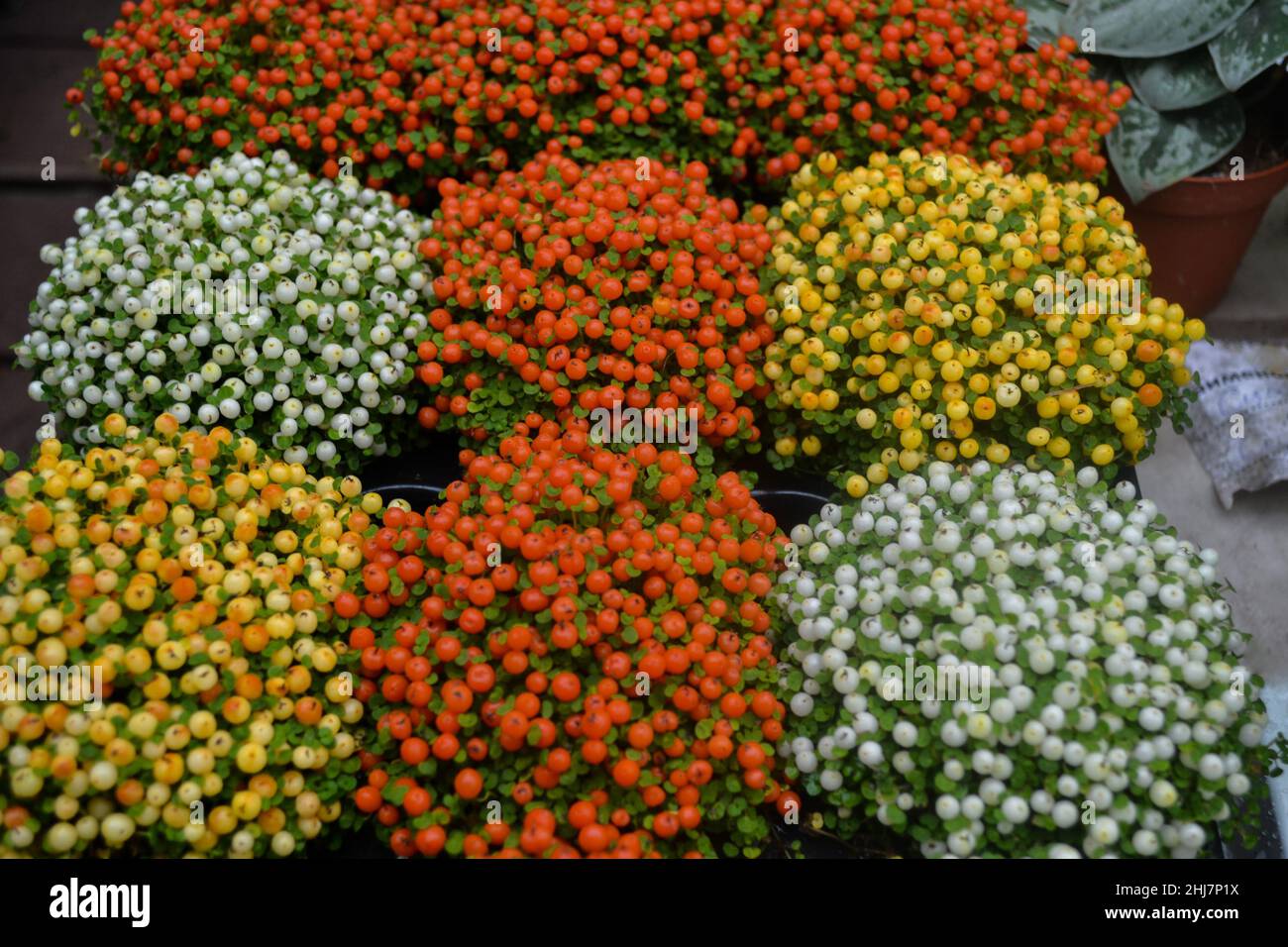 Tiny bushes of the Nerter plant bright orange, yellow and white flowers in pots on the table, in the range of sale in a flower shop. Close up. Bright Stock Photo