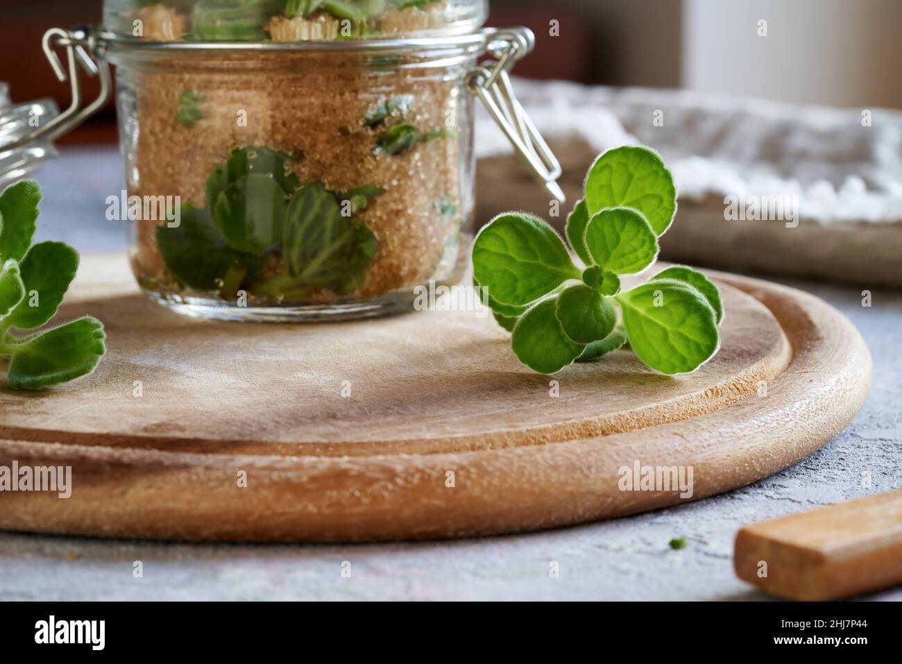 Fresh silver spurflower plant, with a herbal syrup being prepared in a glass jar in the background Stock Photo