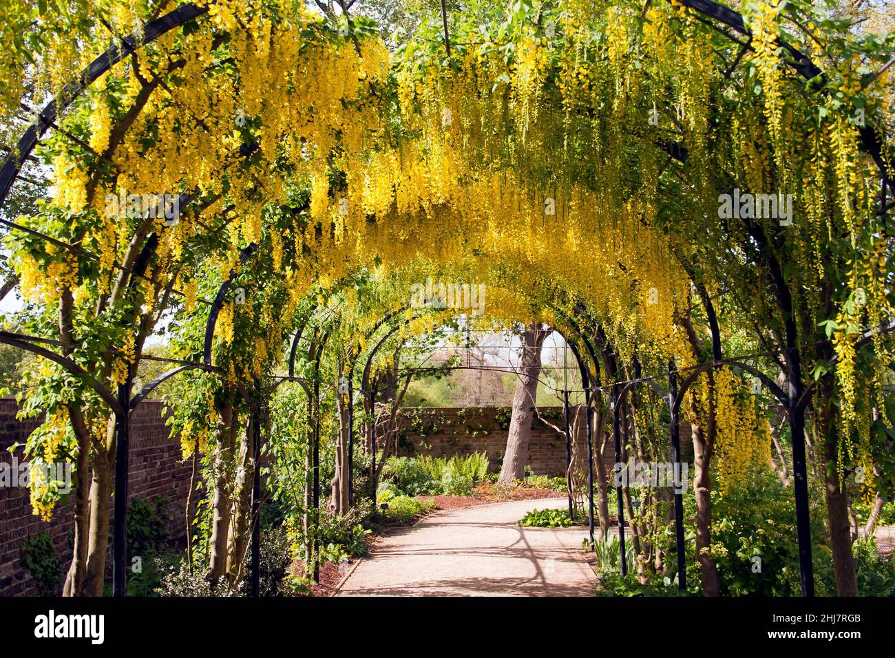 A Laburnum covered Arch Walkway, in the  Queens Garden,  Kew Stock Photo