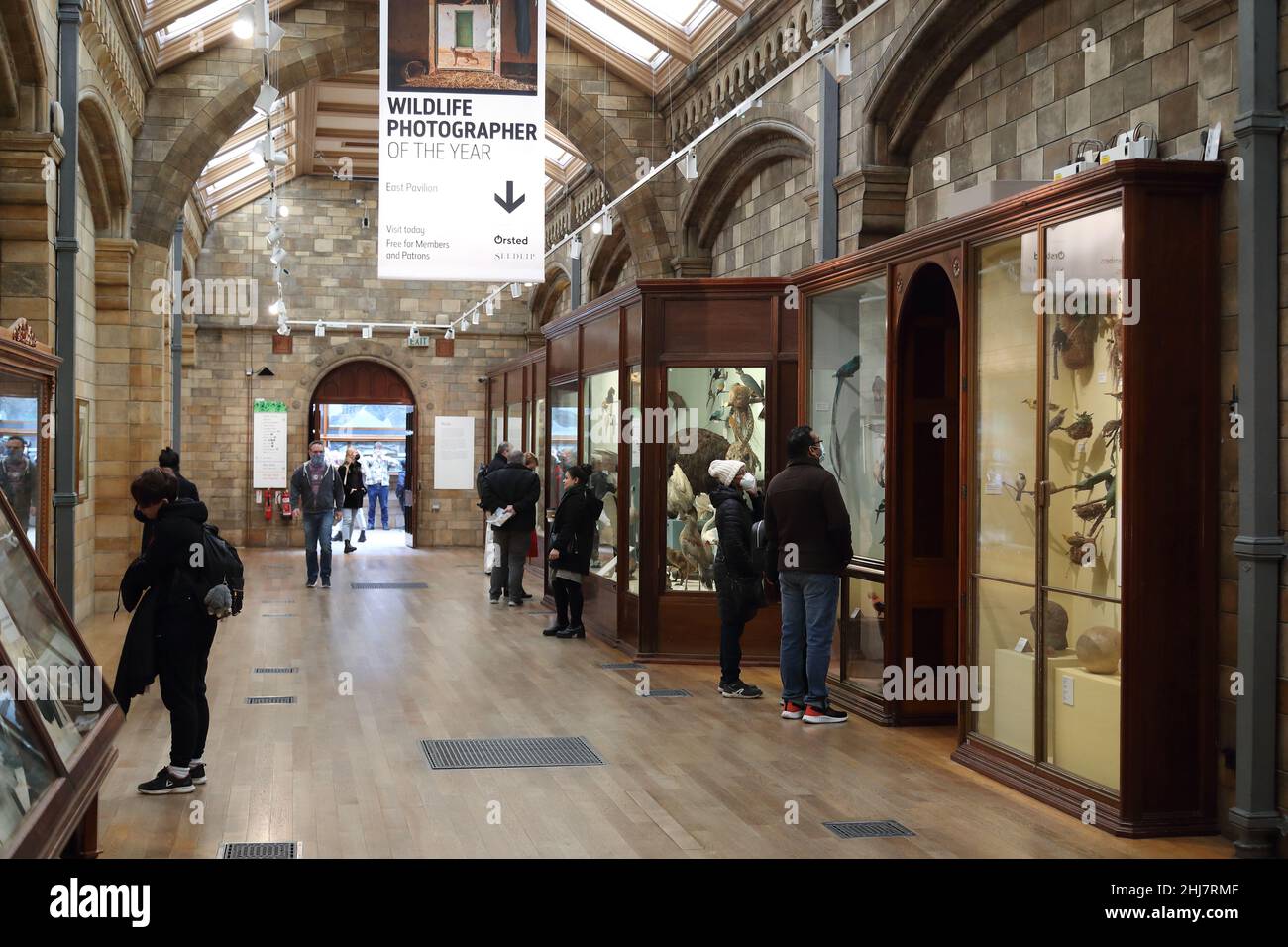 Visitors study exhibits in the bird section of the Natural History Museum in London, UK Stock Photo