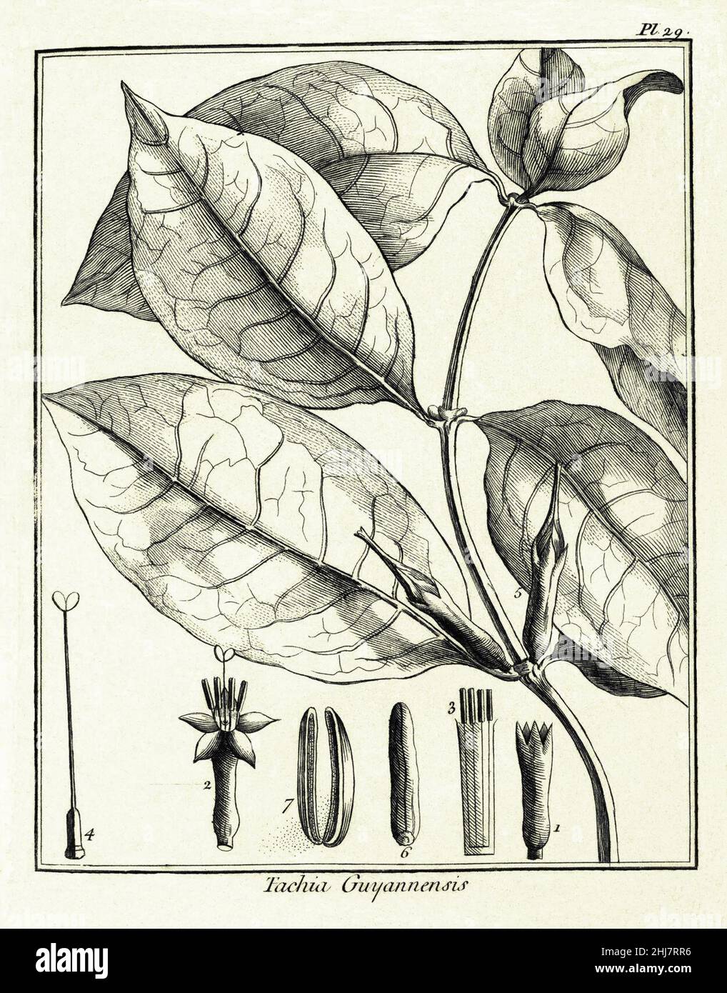 Tachia guianensis Aublet 1775 pl 29. Stock Photo