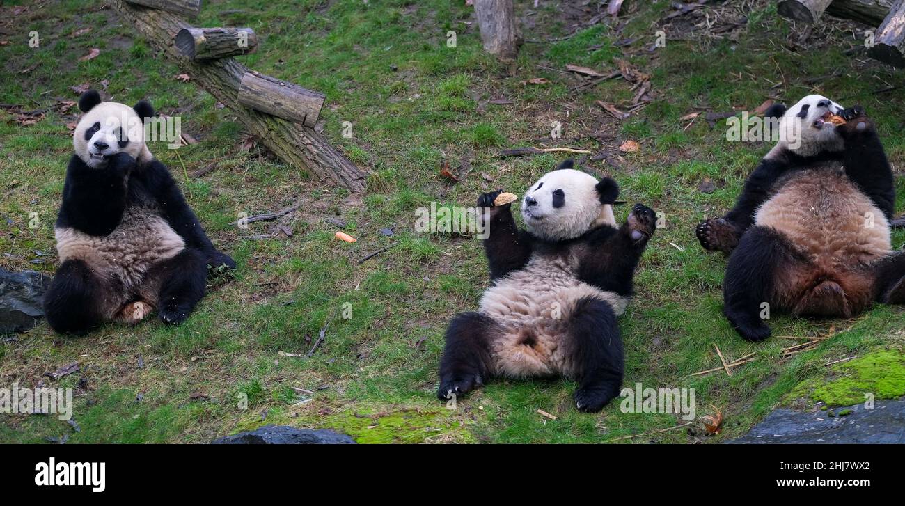 (220127) -- BRUGELETTE, Jan. 27, 2022 (Xinhua) -- Photo taken on Jan. 26, 2022 shows giant panda Hao Hao (R), Bao Di (C) and Bao Mei eating at the Pairi Daiza zoo in Brugelette, Belgium. (Xinhua/Zhang Cheng) Stock Photo