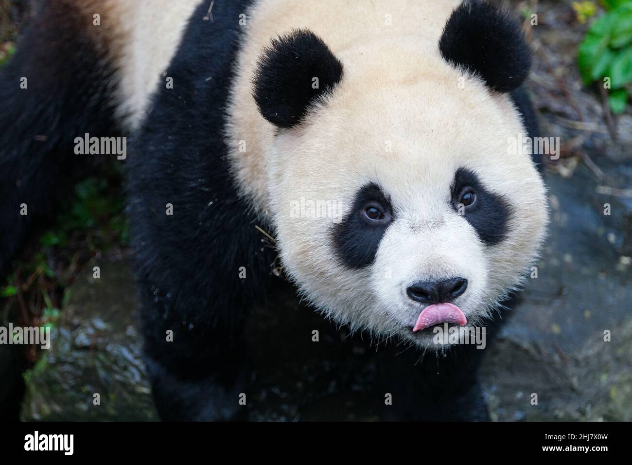 (220127) -- BRUGELETTE, Jan. 27, 2022 (Xinhua) -- Photo taken on Jan. 26, 2022 shows giant panda Bao Mei at the Pairi Daiza zoo in Brugelette, Belgium. (Xinhua/Zhang Cheng) Stock Photo