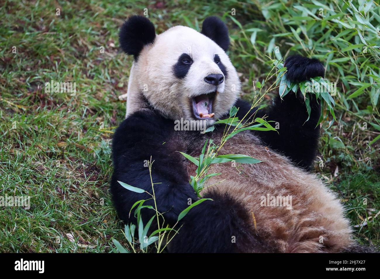 (220127) -- BRUGELETTE, Jan. 27, 2022 (Xinhua) -- Photo taken on Jan. 26, 2022 shows giant panda Hao Hao at the Pairi Daiza zoo in Brugelette, Belgium. (Xinhua/Zhang Cheng) Stock Photo