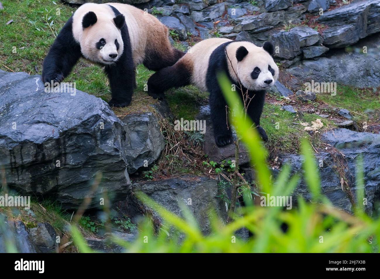(220127) -- BRUGELETTE, Jan. 27, 2022 (Xinhua) -- Photo taken on Jan. 26, 2022 shows giant panda Hao Hao (L) and Bao Mei at the Pairi Daiza zoo in Brugelette, Belgium. (Xinhua/Zhang Cheng) Stock Photo