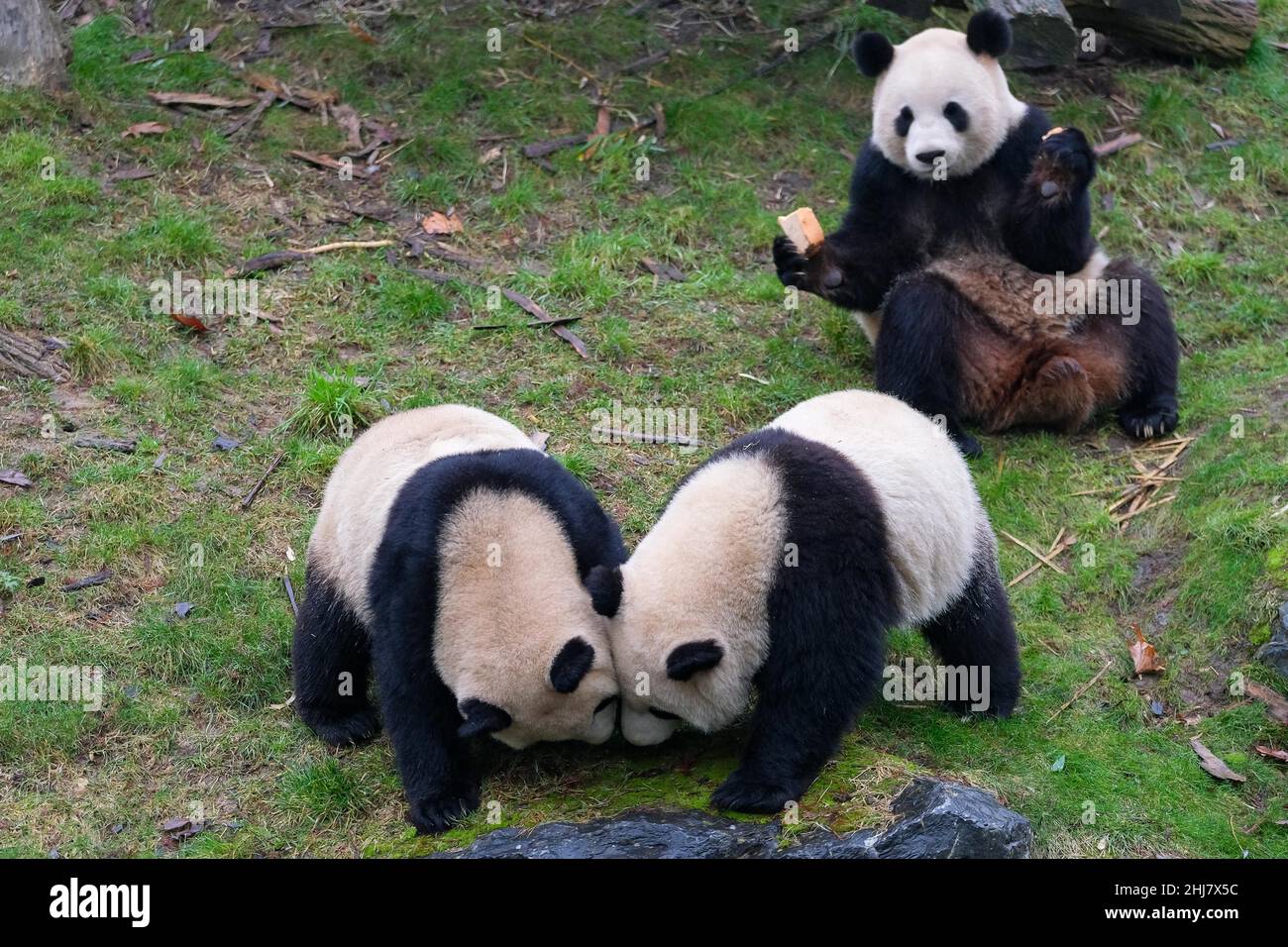 (220127) -- BRUGELETTE, Jan. 27, 2022 (Xinhua) -- Photo taken on Jan. 26, 2022 shows giant panda Hao Hao (rear), Bao Di (front, R) and Bao Mei at the Pairi Daiza zoo in Brugelette, Belgium. (Xinhua/Zhang Cheng) Stock Photo